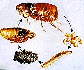 ហើយតើពួកគេធ្វើយ៉ាងដូចម្តេច? ស៊ុតនិង larvae នៃ fleas គឺ