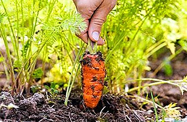 आणि सर्वकाही अतिशय सोपी आहे: जमिनीत हिवाळ्यासाठी गाजर कसे ठेवायचे