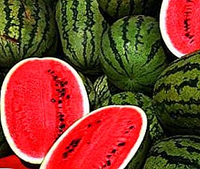 Watermelon - qab zib Berry. Yuav ua li cas loj hlob ib tug watermelon nyob rau hauv lub teb chaws nyob rau lawv tus kheej
