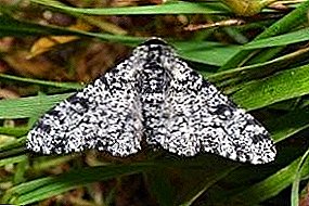 ʻO ka moth Birch, nā mea momona a maikaʻi