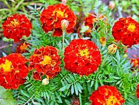 Marigolds - sumber phytoncides sing unpretentious