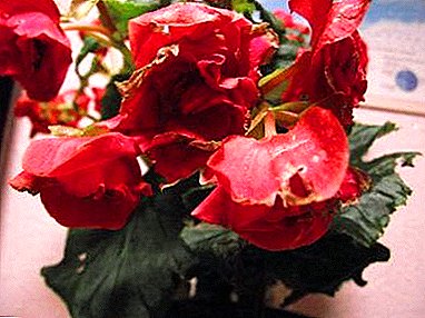 بگونیا در یک گلدان یا باغ خشک و محو می شود. چرا گیاه بی نظیر است و آیا می توان آن را ذخیره کرد؟