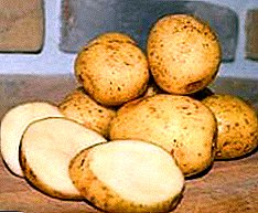 Bukuri Belarusian - një përshkrim të një varieteti të shijshëm dhe të frytshëm patate "Yanka"