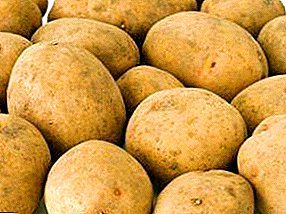 Belarusian potato "Skarb" faʻamatalaga eseese, uiga, ata
