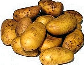 Belarusian potato potato Uladar - meaʻai tele ma faigofie o le totoina