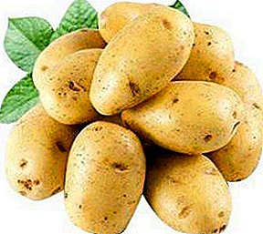 Пеш аз пошидани картошка Артемис: тавсифи гуногун, акс, хусусиятҳо