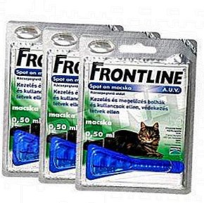 Enweghị ihe ị ga-eji azụ anụ ụlọ gị, ma enweghị obi ụtọ na ịrịa ọrịa! Frontline for cats: price and instructions for use