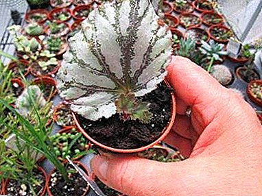 Brz i pristupačan ili rasplodni list begonije. Preporuke, karakteristike i uputstva