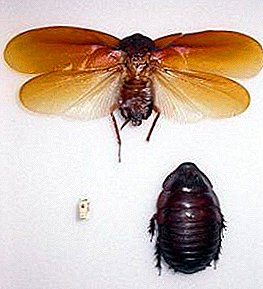 Is daar vlieënde kakkerlakke? Het hulle glad nie vlerke nie? Watter tipes kan vlieg