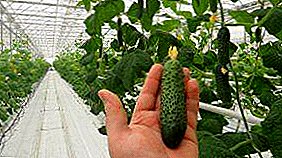 व्यवसाय संपूर्ण वर्षभर: हरितगृह मध्ये cucumbers औद्योगिक लागवड