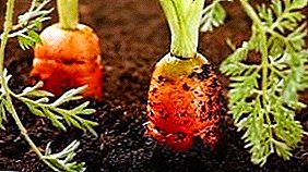 Colleita rica: como manter as zanahorias no xardín no chan ata a primavera?