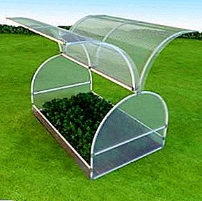 Adunay pag-ani ubos sa mga pako sa Greenhouse greenhouse
