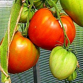 Akuku akuku nke tomato n'ime griinye gi - nkowa nke tomato di iche iche nke bu "obi ndi ajuju"