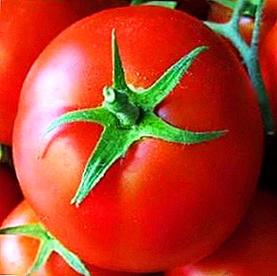 برداشت غنی از گوجه فرنگی "آلنکا" با ویژگی های محصول بالا: شرح انواع، به ویژه کشت گوجه فرنگی