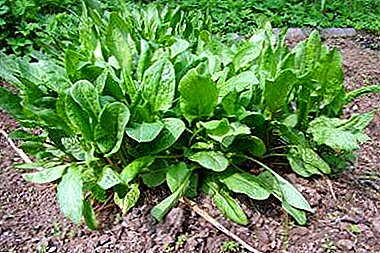 Pest control on sorrel: How to handle the plant?