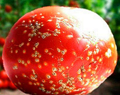 Kita nglawan penyakit tomat: gambaran babagan masalah, foto lan cara ngobati tanduran