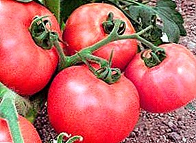Zərif bir dadlı pomidor yetişdirmək üçün necə "Rus xoşbəxtliyi F1"? Təsirin təsviri və xüsusiyyətləri