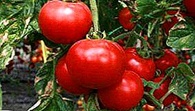 Vario de tomatoj por la nordaj regionoj de la "Kupolo de Siberio"