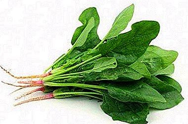რამდენად მდიდარია ის spinach: რა არის calorie შინაარსი მცენარეთა და მისი ქიმიური შემადგენლობა, არის თავსებადი სხვა პროდუქტები?