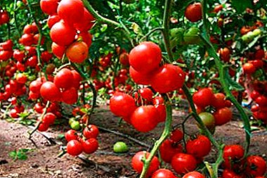 Apa bedane antarane varieties tomat kanggo lemah sing kabuka lan dilindhungi lan bisa kanggo tanduran tomat ing omah kaca kanggo werna?