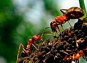 مورچه ها در طبیعت غذا می خورند؟