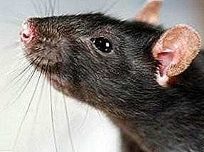 Black Rat le Red Rat: Tšenyo e Khōlō ho Sera e Monyenyane