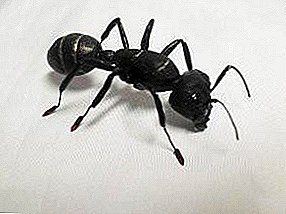 Black ant - feature, harm, lan metode perjuangan