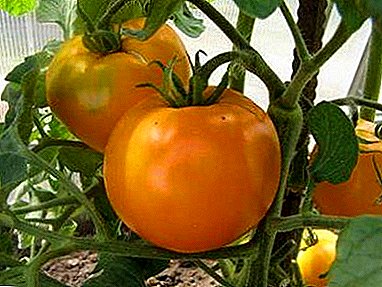 ٹماٹر گرین ہاؤس میں خالص سونے - ٹماٹر کی ہائبرڈ قسم کی وضاحت "گولڈن سائیڈ میں"