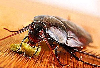 Што да направите ако лебарките лазат од нивните соседи? Причините за изгледот и борбата против нив