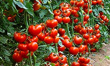 Quid est hoc - indeterminatny varietates tomatoes? Commoda et incommoda