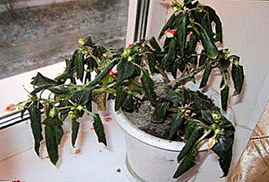 Accidit balsamum, et languent folia floris servare?