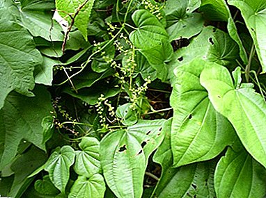 کاکیشین Dioscorea کیا ہے اور اس کے طبی خصوصیات کیا ہیں؟ پودوں کی خصوصیات اور قواعد