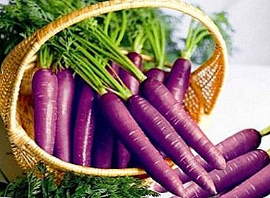 Carrot çi ye? Kîjan cûreyên ku dikarin bibin û çiqas mezin dibin?