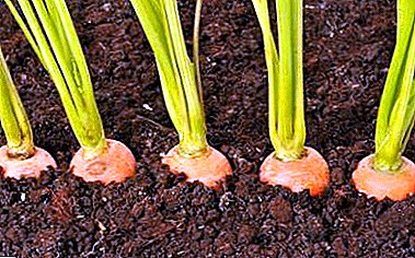 Што е морковата плевене, како се разликува од разредување? Методи за постапката