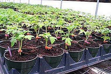 ¿Que influencia o termo da sementeira dos tomates nas plántulas para o invernadoiro e cando se deben plantar?