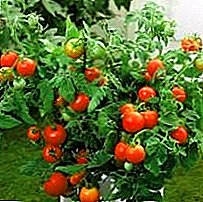 ٹماٹر "Liana" کی حیرت انگیز قسم: اس کی منفردیت، وضاحت، خصوصیات، تصاویر