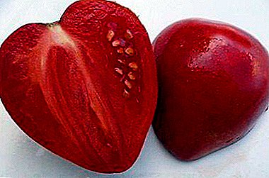Čudo u crvenom - opis karakteristika raznog paradajza "Mazarin"