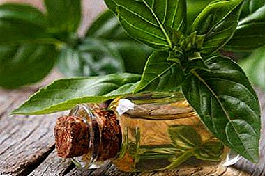 Чудото масло на Василиј: својства, примена, начин на готвење дома и многу други корисни информации