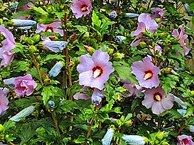 "Flower o te aroha" i runga i to pae - hibiscus kari: te whakaputa me te tiaki