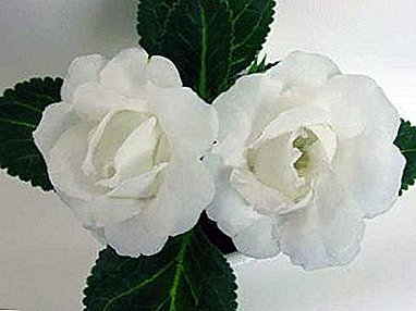 Floro de tenereco en via domo - blanka tergloba gloxinio