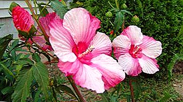 አስገራሚ ተዓምር - የዝርፊያ hibiscus