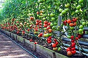 Tomateekin berotegi berdearekin eskuekin egitea: zaintzaren materialak eta sekretuak aukeratzea
