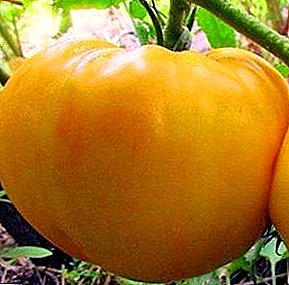 Tomato blasus "Cawr Lemon": disgrifiad o'r amrywiaeth, nodweddion amaethu, llun o domatos
