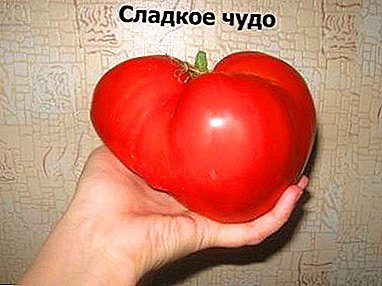 Ukusni paradajz "Slatko čudo": opis sorte i tajne kultivacije