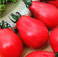 Kanner frësch, direkt vum Buedem, der Beschreiwung vun der Tomatenzort "Pink Pear"