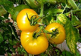 Maneka warna tomat "Madu Gula": deskripsi tomat, utamane kultivasi, panyimpenan lan kontrol hama sing tepat