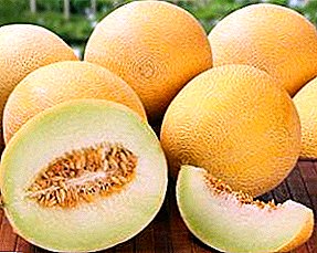 Melon a cikin lambu mai kyau: girma da kulawa
