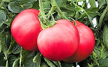 O diplomático da túa mesa é un tomate Raspberry Paradise: descrición das variedades e peculiaridades de cultivo.