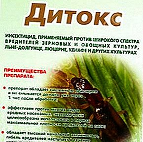 Дитокс - популарен лек за штетници од компир