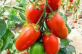 Za čuvanje odgovarajućeg paradajza "Kisele delikatese": detaljan opis sorte